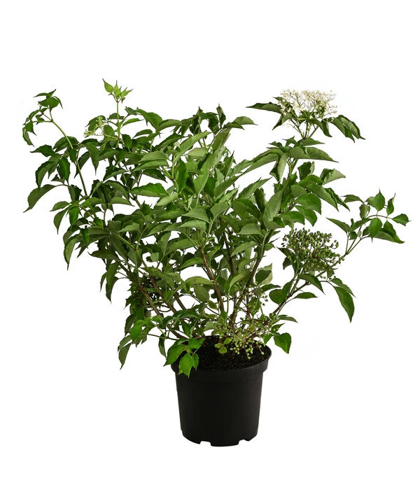 Großfruchtiger Holunder 'Haschberg' – Bild 2