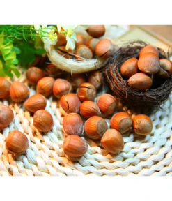 Haselnuss 'Hallesche Riesen'