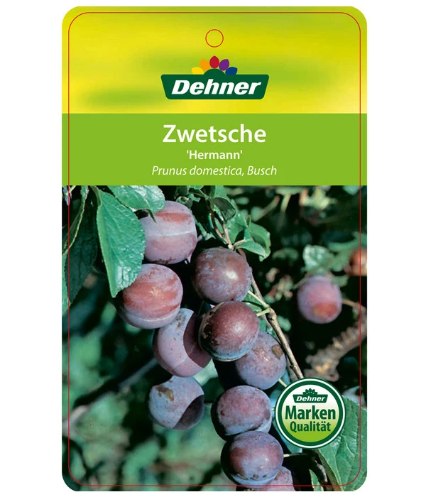 Zwetschge 'Hermann' – Bild 2