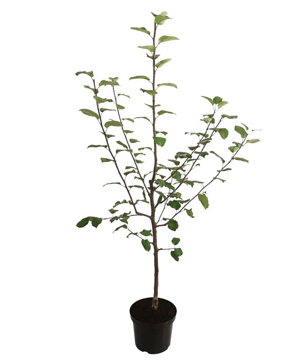 Herbstapfel 'Jakob Fischer' – Bild 2