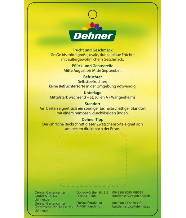 Zwetschge 'Jojo' – Bild 4