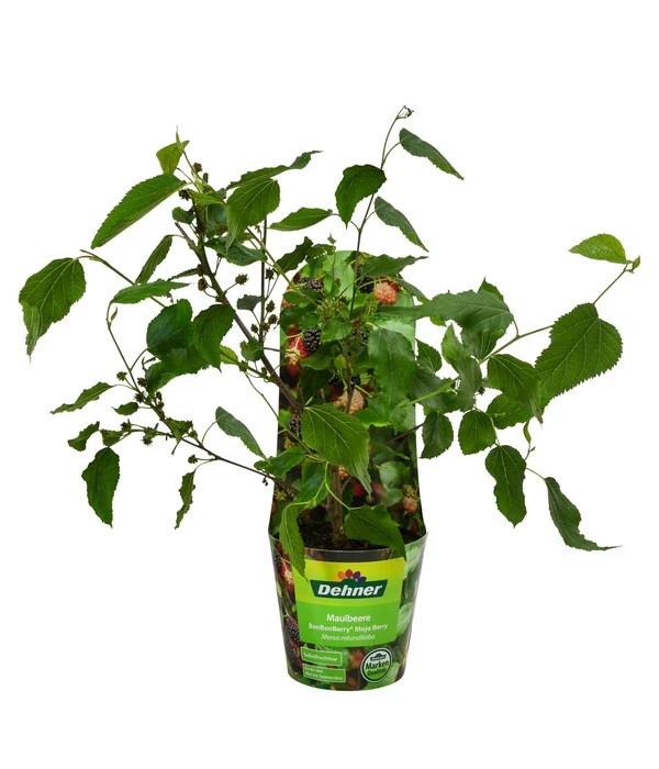 Maulbeere 'Mojo Berry' – Bild 2