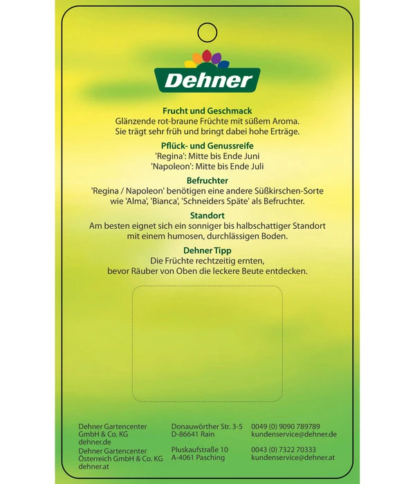 Kirschen-Duo 'Regina/Napoleon' – Bild 6