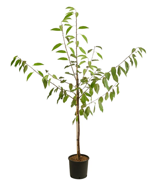 Kirschen-Duo 'Regina/Napoleon' – Bild 2