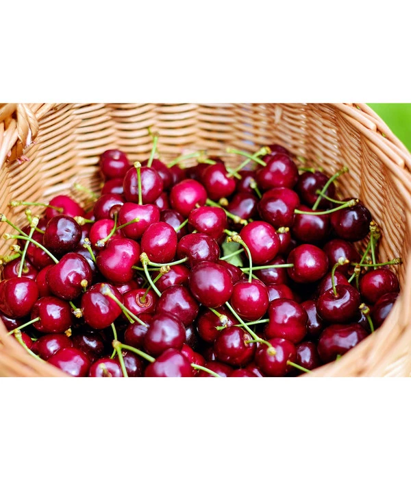 Kirschen-Duo 'Regina/Napoleon' – Bild 3