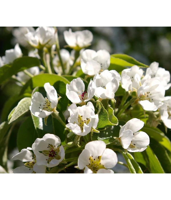 Säulenbirne 'Obelisk' – Bild 3