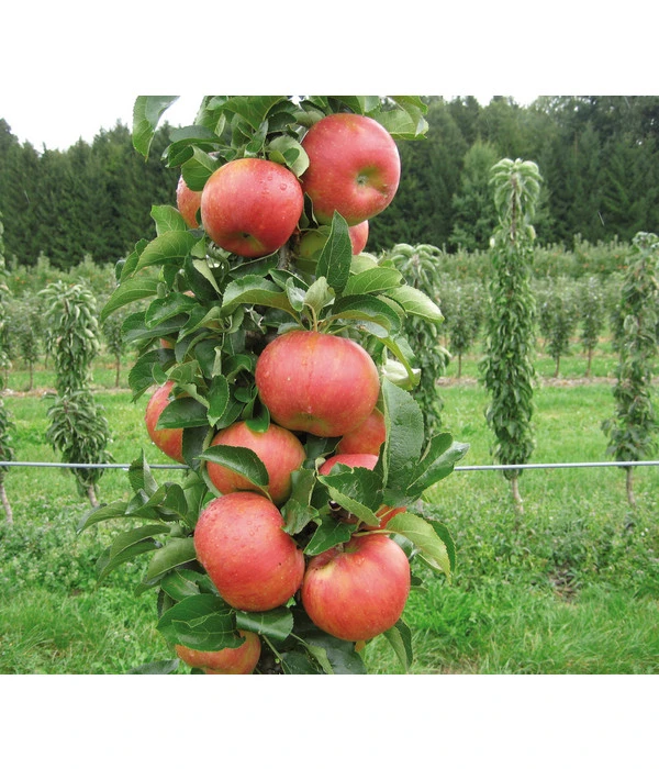 Säulenapfel 'Sonate' – Bild 2