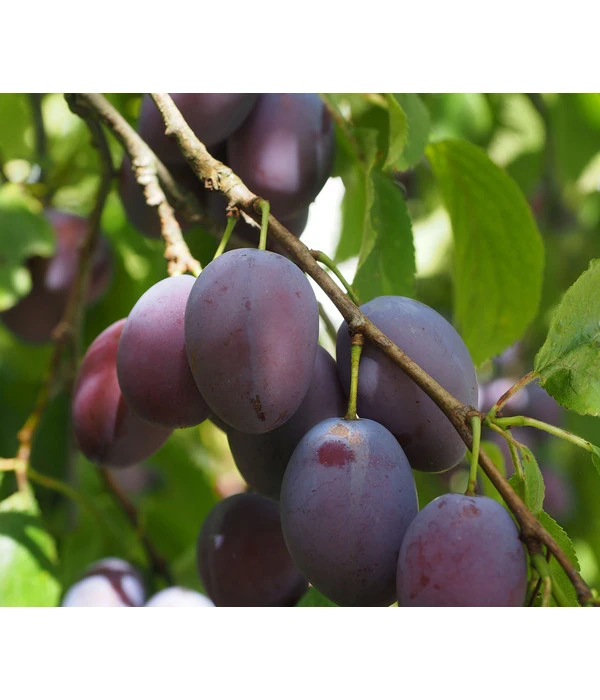 Zwetschge 'Kulinaria-Toptaste'