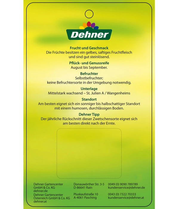 Zwetschge 'Kulinaria-Toptaste' – Bild 4