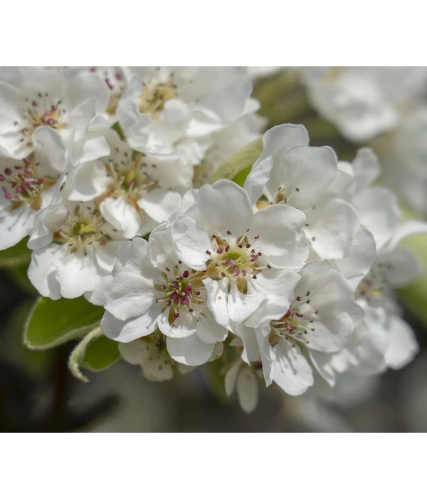 Herbstbirne 'Vereinsdechant' – Bild 3