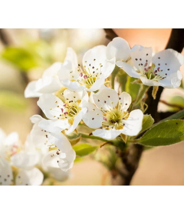 Sommerbirne 'Williams Christ' – Bild 4