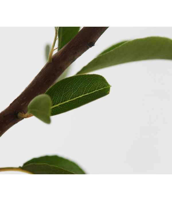 Sommerbirne 'Williams Christ' – Bild 5