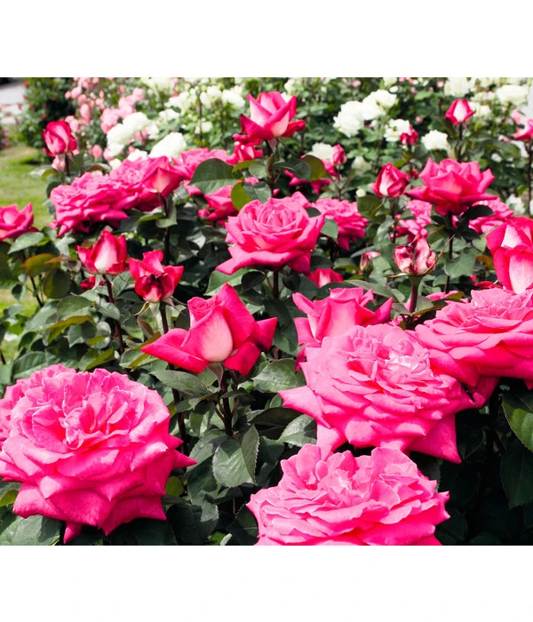 Edelrose 'Acapella®' – Bild 2