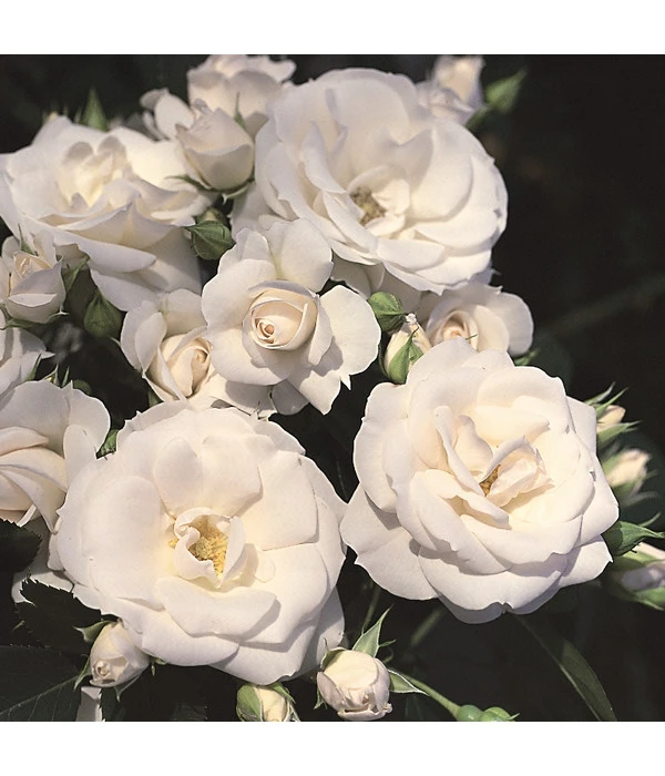 Rosen-Set Pflegeleicht, Rosa/weiß, 2-teilig – Bild 4