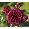 Nostalgie®-Edelrose 'Marietta®'