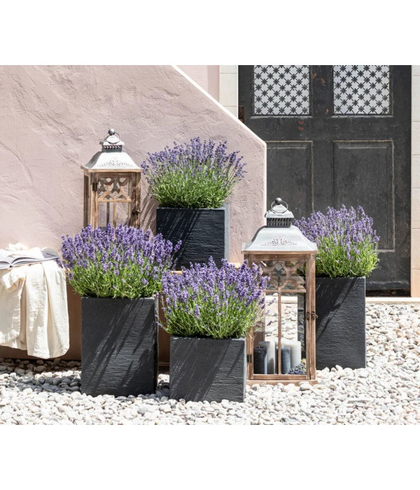 Dehners Bienen-Lavendel, 4er-Set – Bild 3