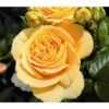 Edelrose 'Candlelight®', Stämmchen