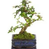 Bonsai Fukientee - Carmona Microphylla, 6 Jahre