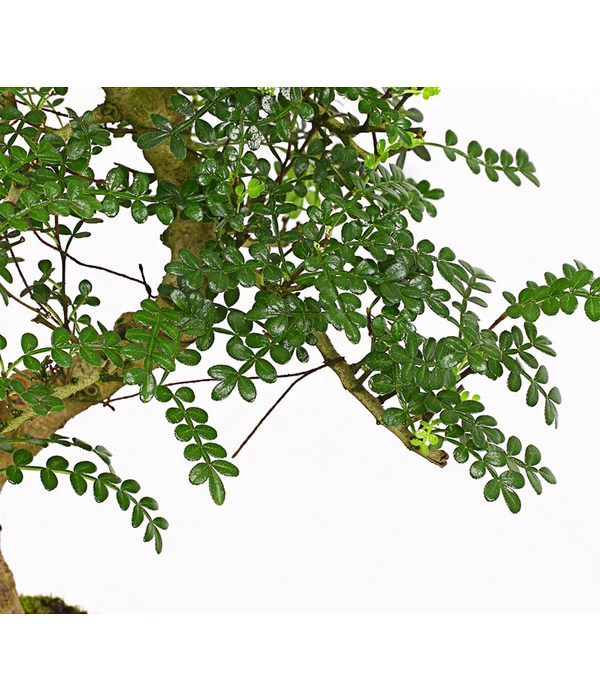 Bonsai Szechuan-Pfeffer - Zanthoxylum Piperitum, 10 Jahre – Bild 3