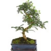 Bonsai Szechuan-Pfeffer - Zanthoxylum Piperitum, 10 Jahre