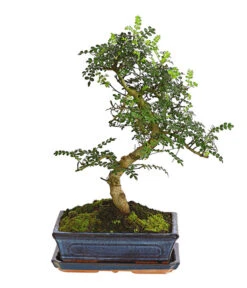 Bonsai Szechuan-Pfeffer - Zanthoxylum Piperitum, 10 Jahre