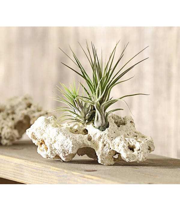 Tillandsien-Arrangement Auf Sansibar Rock - Tillandsia Hybride, 3-teilig – Bild 3