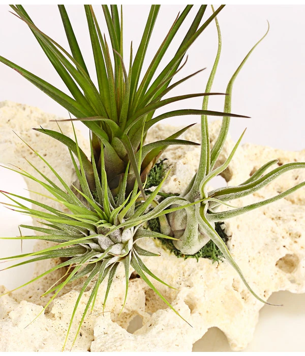 Tillandsien-Arrangement Auf Sansibar Rock - Tillandsia Hybride, 3-teilig – Bild 2