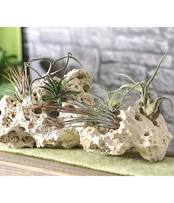 Tillandsien - Tillandsia Hybride, Verschiedene Sorten, 6-teilig – Bild 2