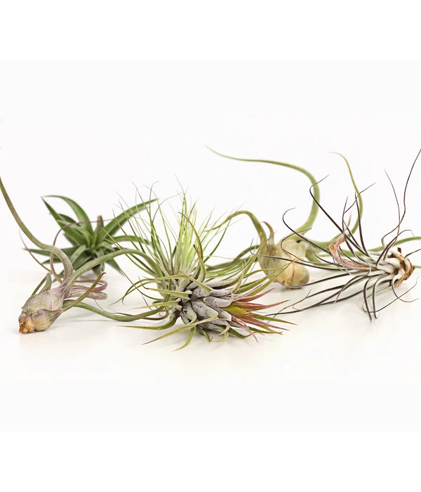 Tillandsien - Tillandsia Hybride, Verschiedene Sorten, 6-teilig – Bild 3