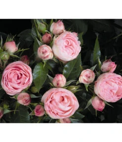 Noblesse® Spray-Rose 'Lovely Rokoko®'