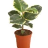Gummibaum - Ficus Elastica 'Tineke'