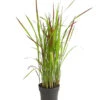 Japanisches Blutgras 'Red Baron'