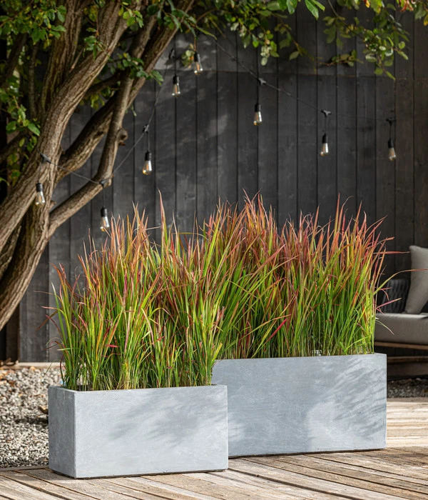 Japanisches Blutgras 'Red Baron' – Bild 3