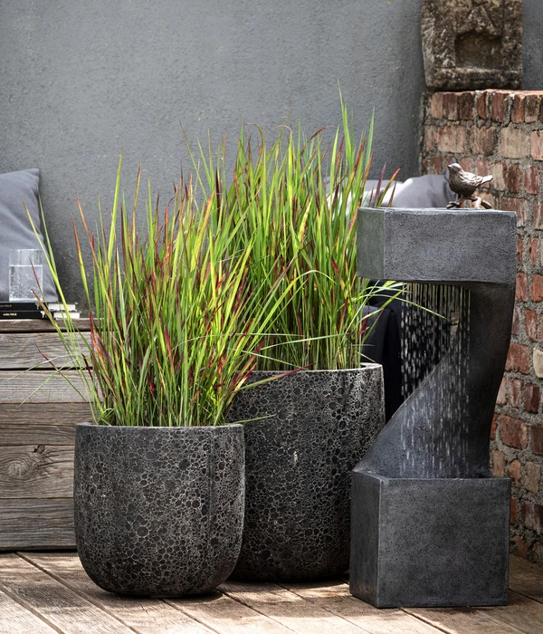 Japanisches Blutgras 'Red Baron' – Bild 5