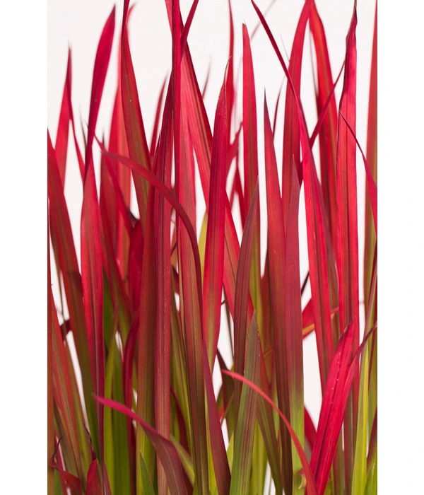 Japanisches Blutgras 'Red Baron' – Bild 7