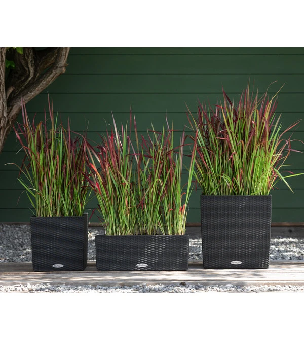 Japanisches Blutgras 'Red Baron' – Bild 2