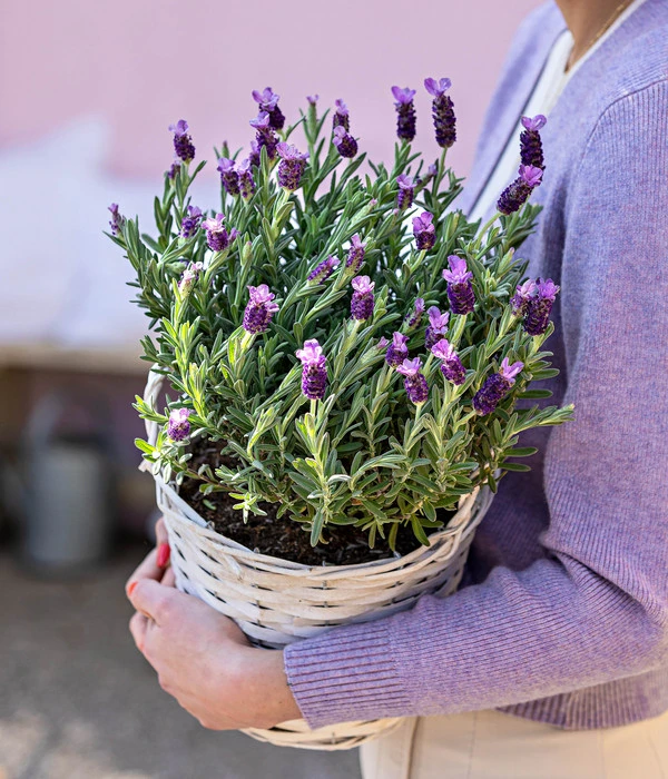 Schopf-Lavendel – Bild 7