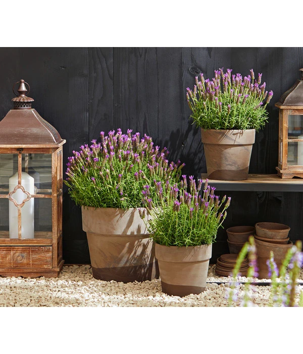 Schopf-Lavendel – Bild 4