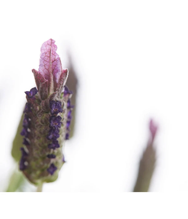 Schopf-Lavendel – Bild 8