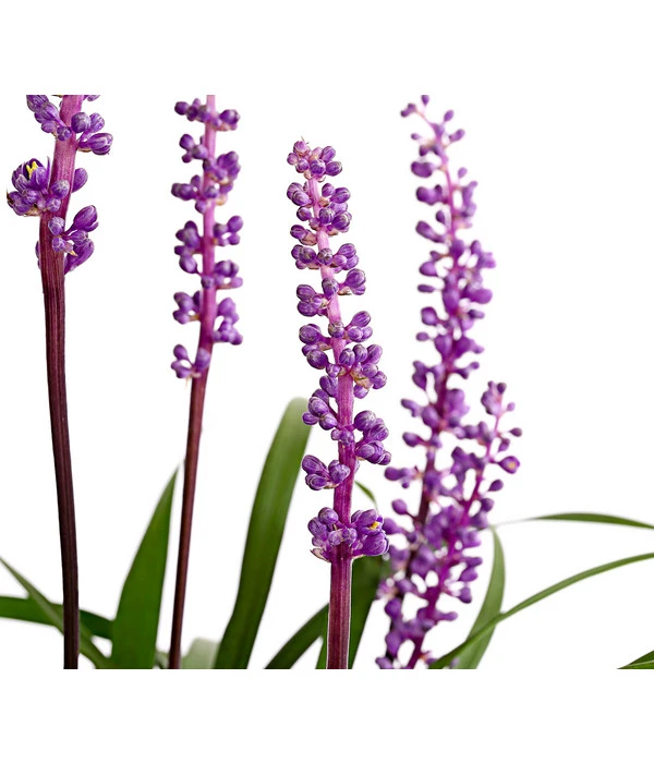 Glöckchentraube – Bild 4