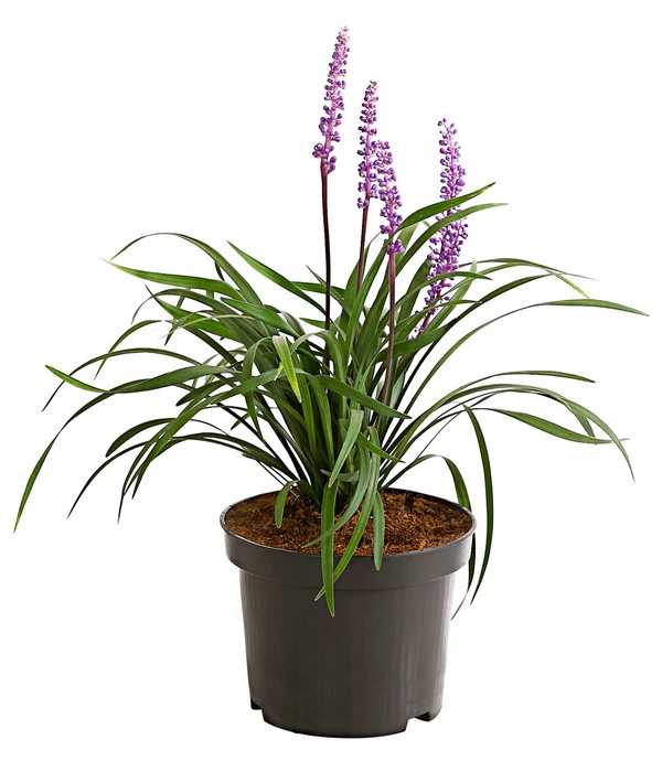 Glöckchentraube – Bild 2