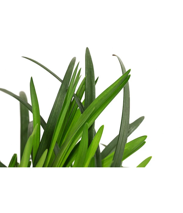 Glöckchentraube – Bild 3