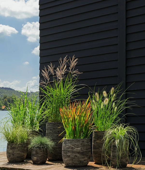 Segge, Verschiedene Sorten – Bild 3