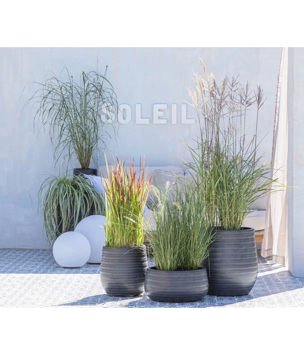 Japanisches Blutgras 'Red Baron' – Bild 4