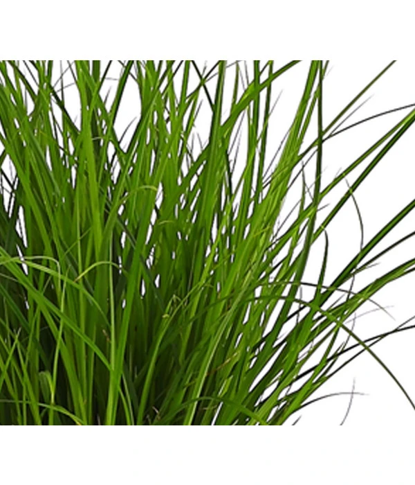Segge, Verschiedene Sorten – Bild 2