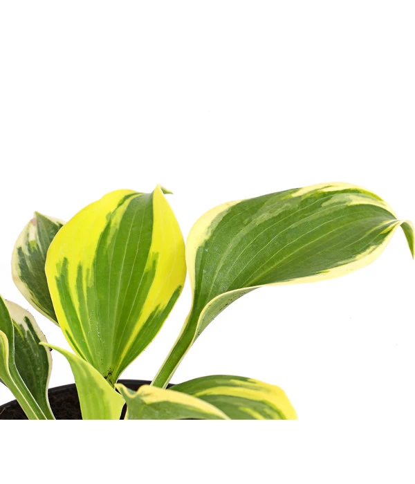 Blaue Gelbrand-Funkie 'Ben Vernooy®' – Bild 2