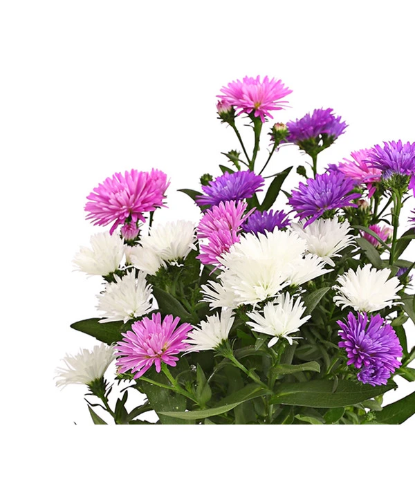 Glattblatt-Aster Trio – Bild 2