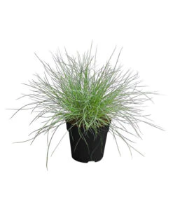 Blauschwingel 'Compact Blue'