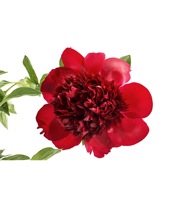 Pfingstrose 'Red Charm' – Bild 2