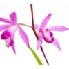 Dehner Japanorchidee - Gartenorchidee